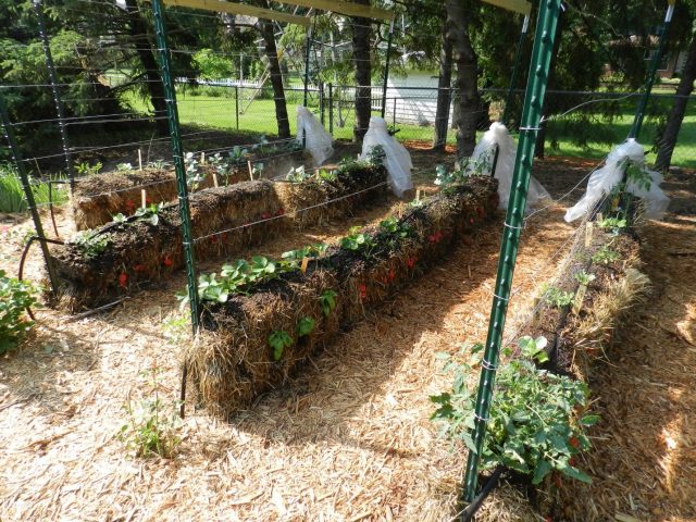 Why Is A Hay-Bale Garden The Great Thing To Start