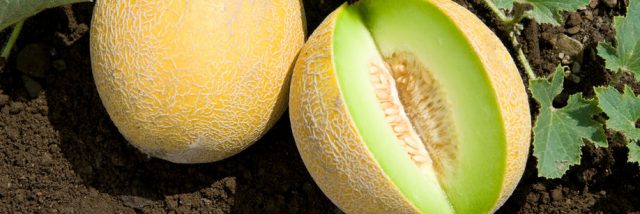 galia_melons_tropical