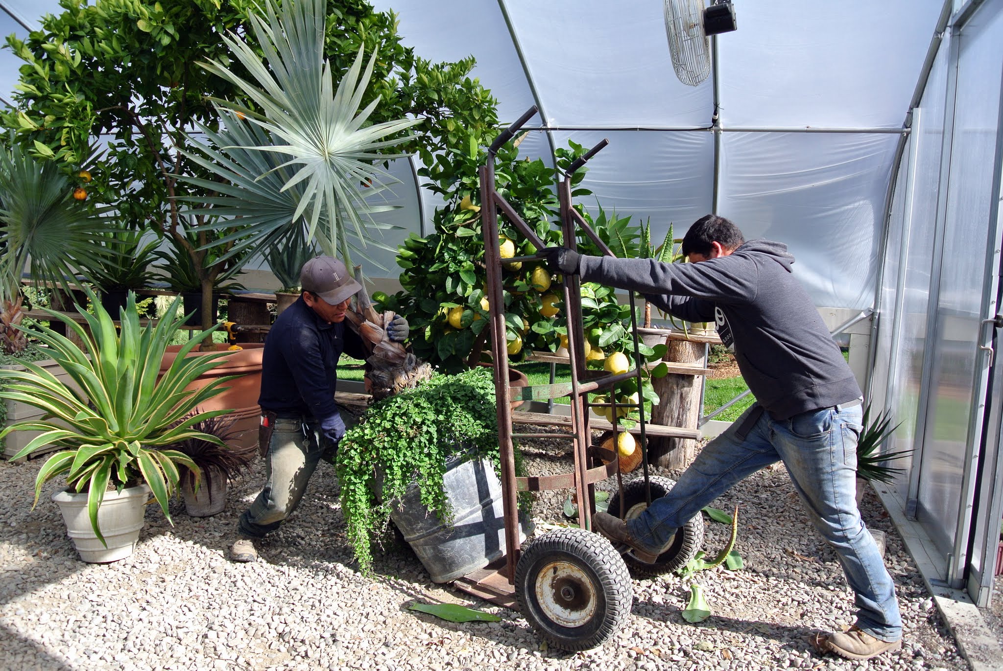 Useful tips for planting container trees