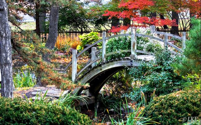 rain_garden