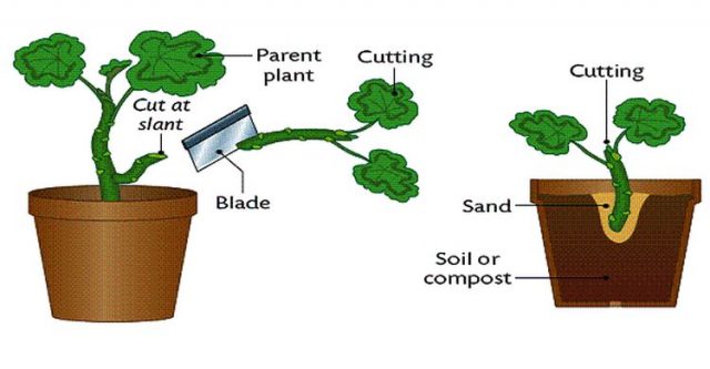 vegetative propagation