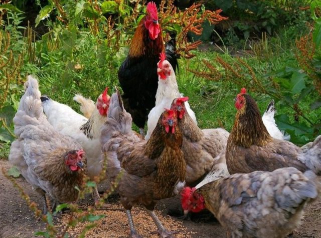 How to feed your chicken