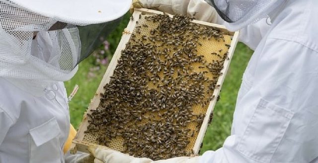 Is beekeeping profitable