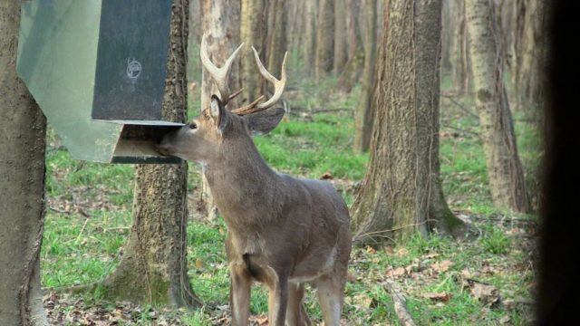 Deer Feeder