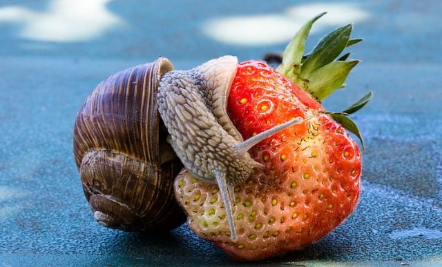 strawberry-snail