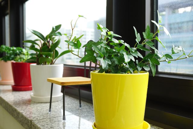 plants