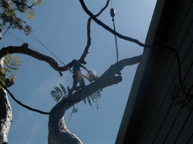 Tree Surgery Is More Important Than You May Have First Thought