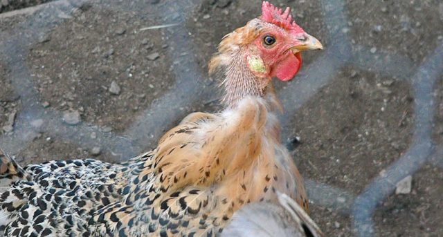 Sources of Protein for Molting Hens