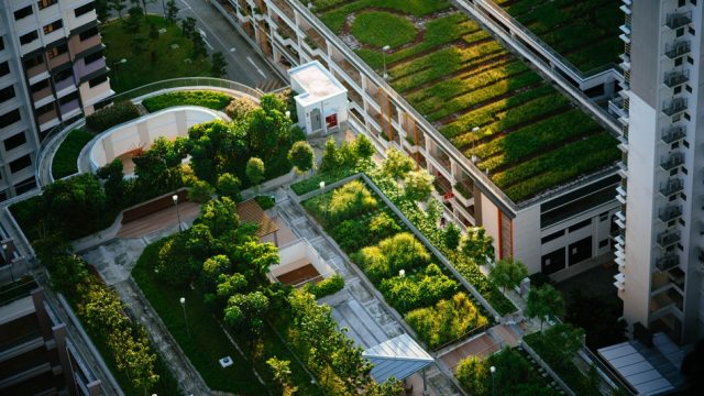 Common Types of Urban Agriculture