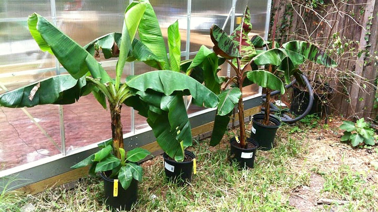 Guide to growing bananas in your backyard Urban Farm Online