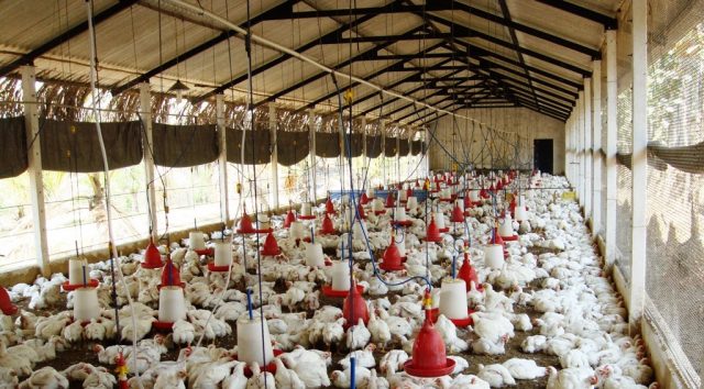 How to Start Successful Chicken Broiler Business