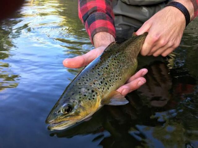 fish gold country