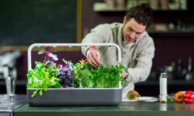 home gardening