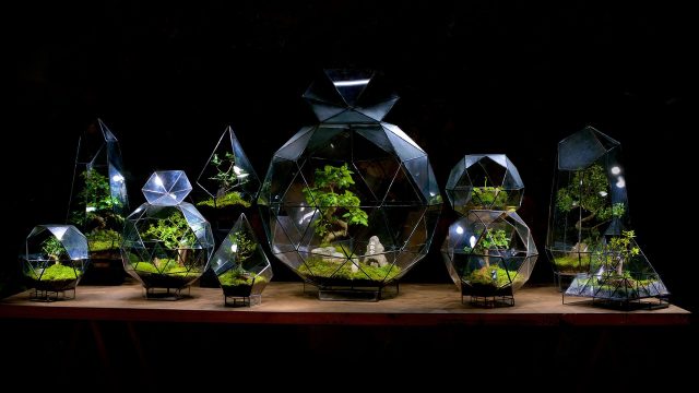 terrariums