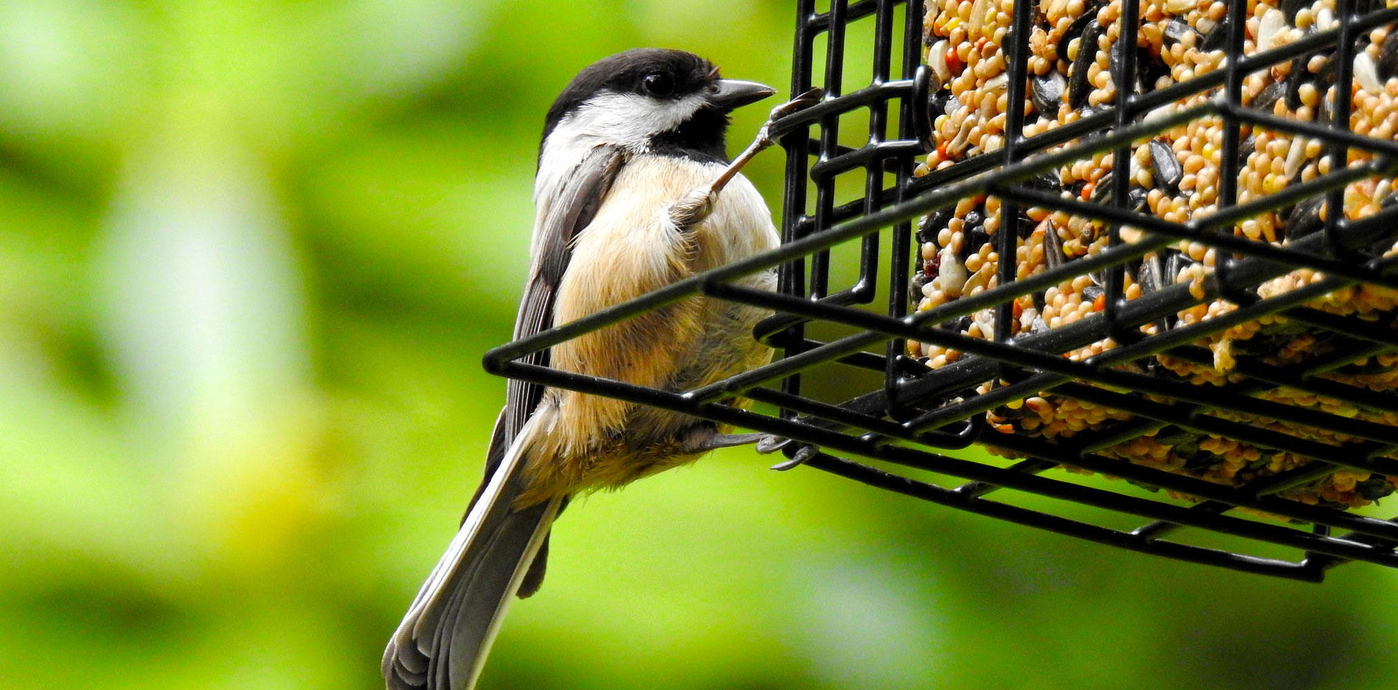 Best Ways to Attract Birds to Your Garden Urban Farm Online