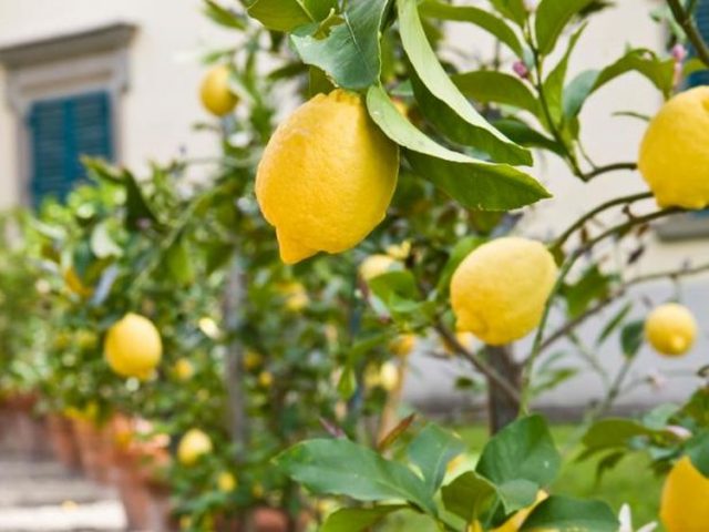 How to Grow Lemon Trees in Containers