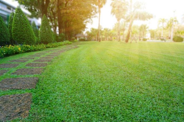 Lawn ideal
