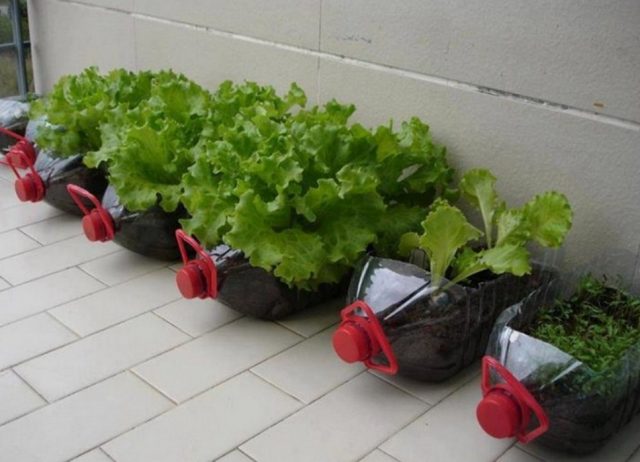 Is Growing Food in Plastic Containers a Safe Practice