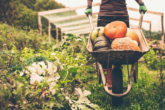 Organic Foods we get from a farm