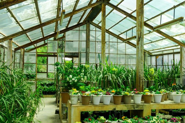 Small rural hot house green house growing flowers in shimla indi