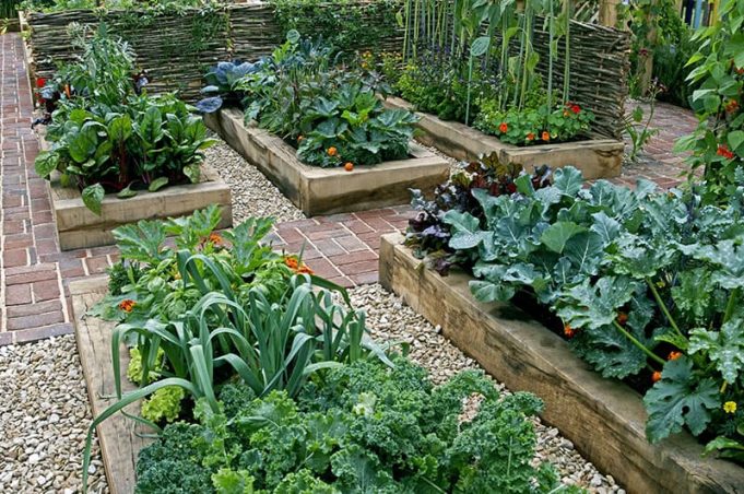 How to Make the Most Out of Your Backyard Vegetable Garden - Urban Farm ...