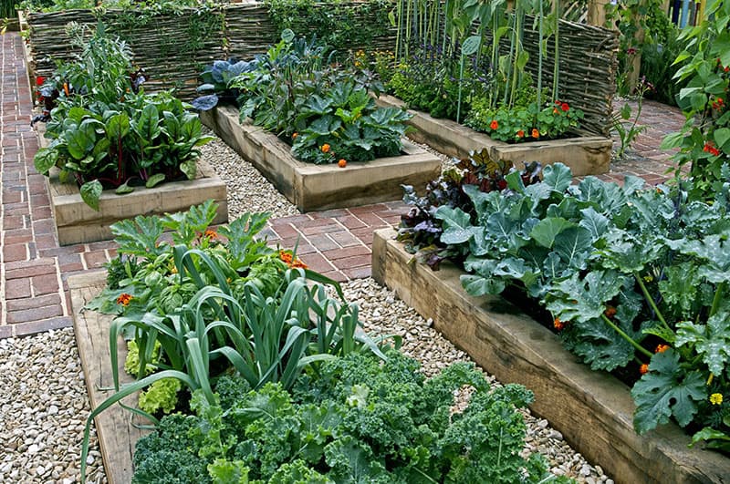 How to Make the Most Out of Your Backyard Vegetable Garden - Urban Farm