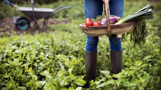 How to Make the Most Out of Your Backyard Vegetable Garden