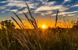 Agriculture Professionals Meet at the 2024 World AG Expo