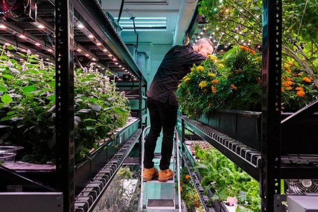 Hydroponics Indoor Farming