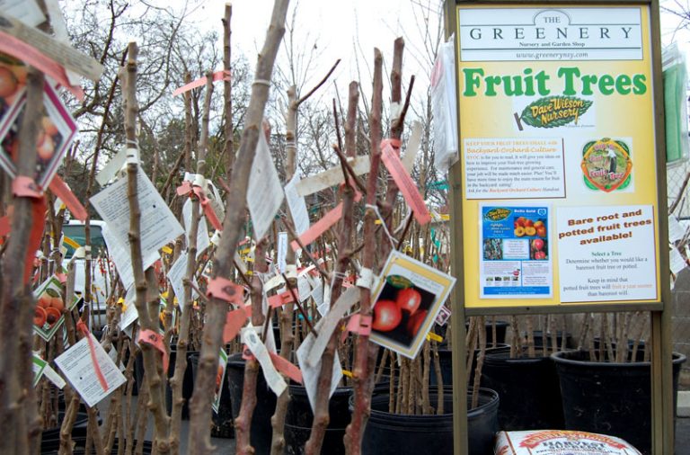What To Know Before Purchasing Fruit Trees? Urban Farm Online
