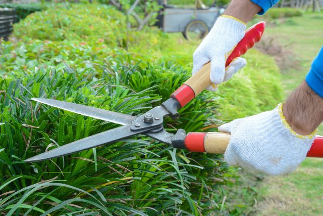 36848323 - gardener cutting hedge (or bush) with grass shears