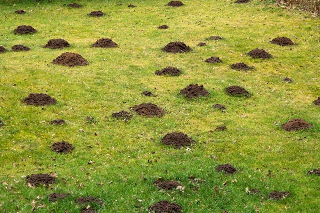 Putting Topsoil on your Lawn