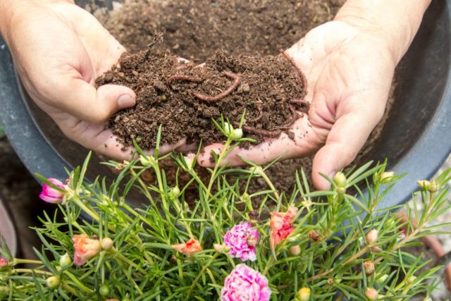 The Benefits of Worm Composting