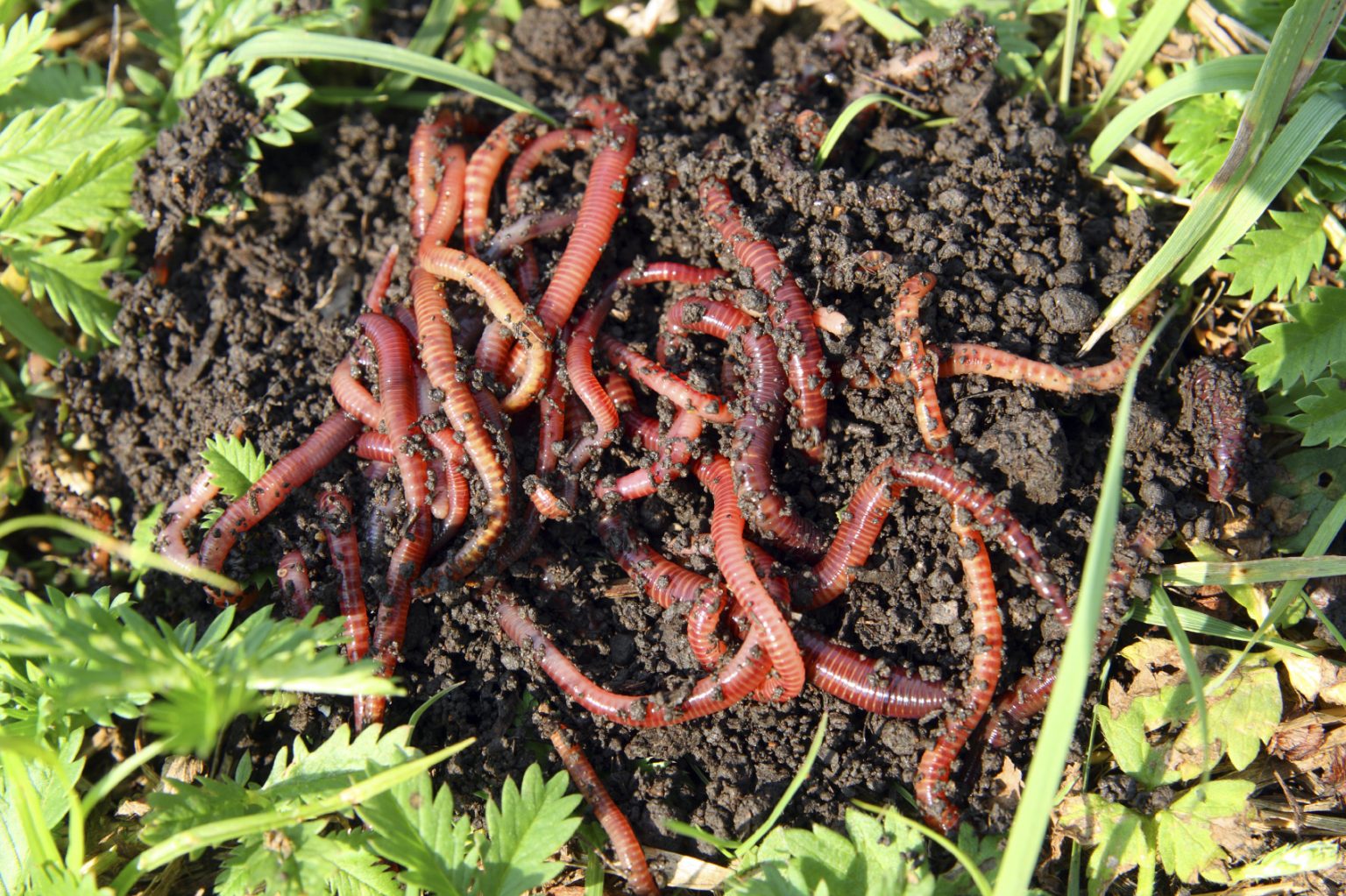 the-benefits-of-worm-composting-urban-farm-online