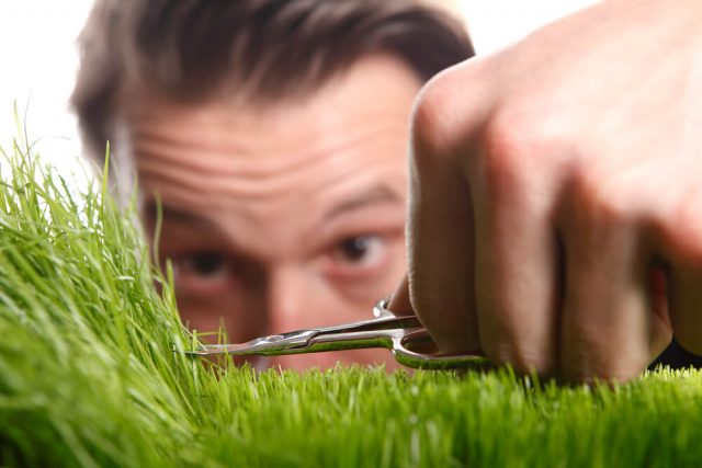 Hire a Professional Lawn Care Service