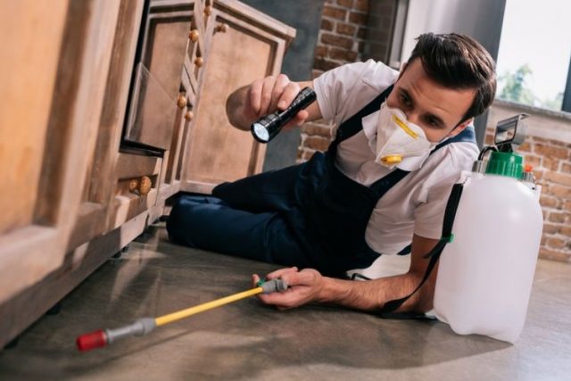 What to do Before and After a Pest Control Treatment