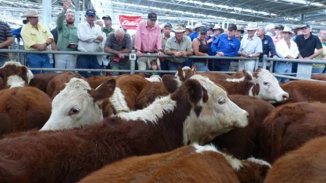 Cattle Sales Face Long-Term Uncertainty as COVID-19 hits Export Market