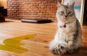 8 Ways to Clean up After Our Furry Friends