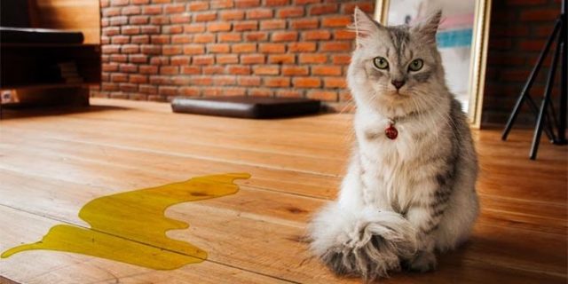 Clean up After Our Furry Friends