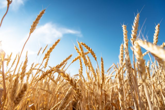 Field of wheat