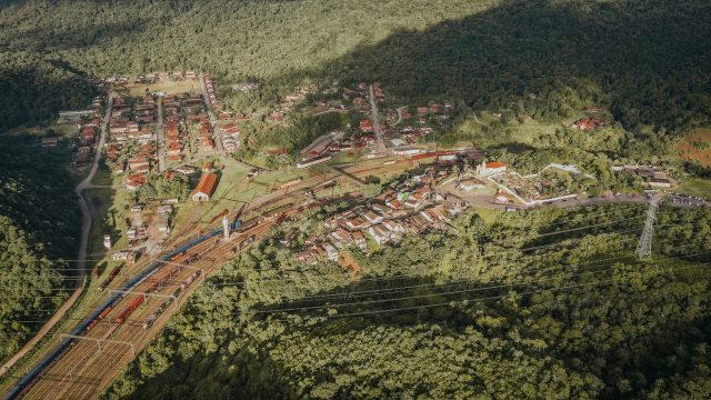 palo santa