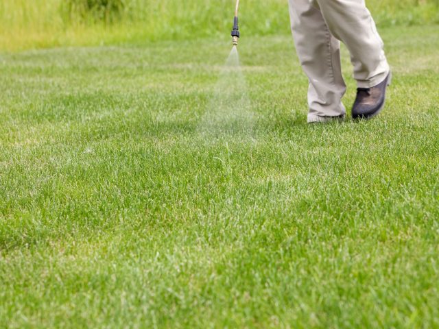 spray for grass seed