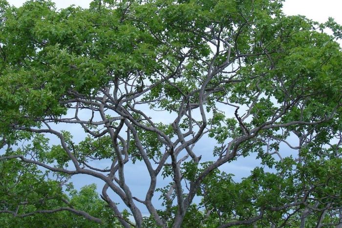 How Palo Santo is Reforested and its Importance