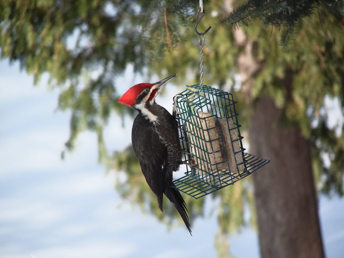 3 Backyard Birding Tips to Help you Attract More Birds Urban Farm Online