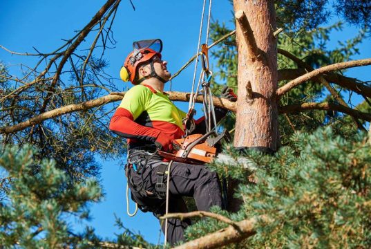 10 Benefits Of Hiring A Professional Tree Surgeon - 2024 Guide - Urban ...