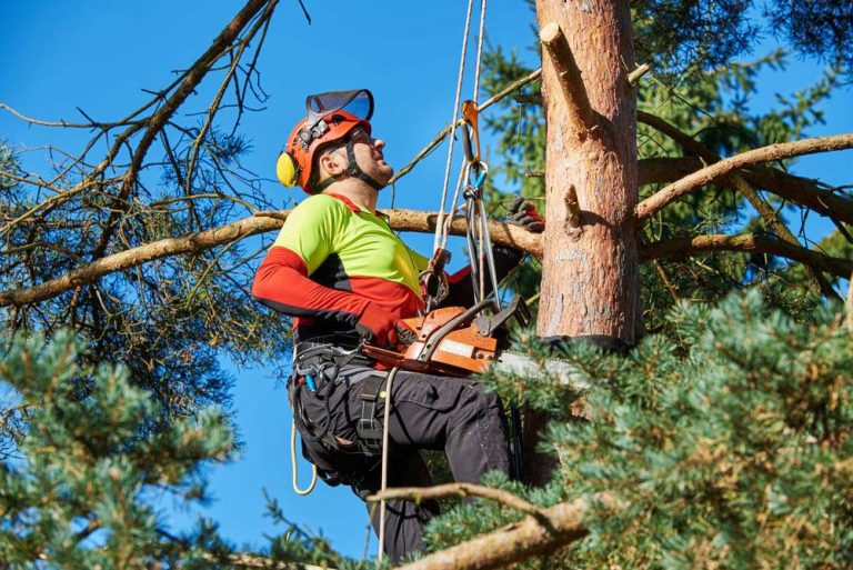 10 Benefits Of Hiring A Professional Tree Surgeon - 2024 Guide - Urban ...