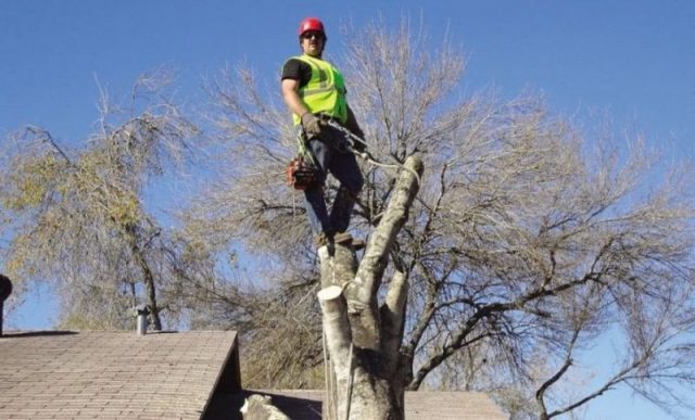 Tree Surgeon
