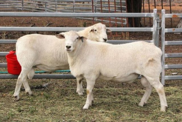 Woolless Sheep