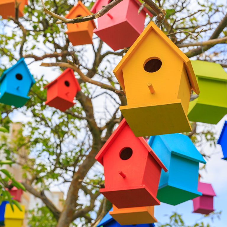 3 Backyard Birding Tips to Help you Attract More Birds Urban Farm Online