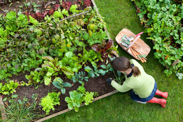 How to Plan a Vegetable Garden